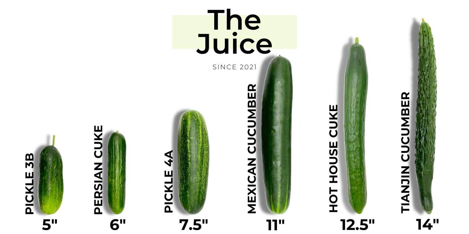 10 Different Types of Cucumbers - Insanely Good
