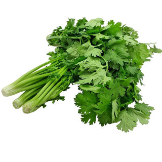 Wholesale CILANTRO Bulk Produce Fresh Fruits and Vegetables