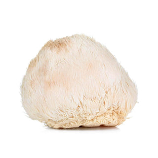 Wholesale LION'S MANE MUSHROOM* Bulk Produce Fresh Fruits and Vegetables