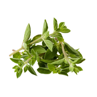 Wholesale OREGANO* Bulk Produce Fresh Fruits and Vegetables