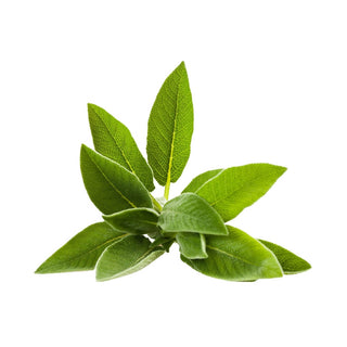 Wholesale SAGE* Bulk Produce Fresh Fruits and Vegetables