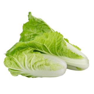 Wholesale TAIWAN BOK CHOY Bulk Produce Fresh Fruits and Vegetables