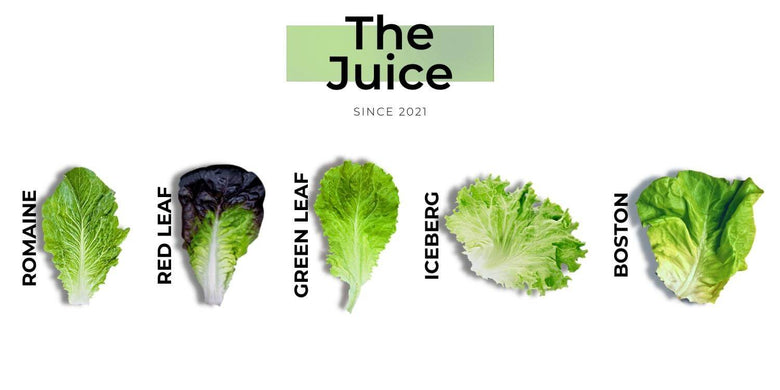 Five Major Lettuce Varieties
