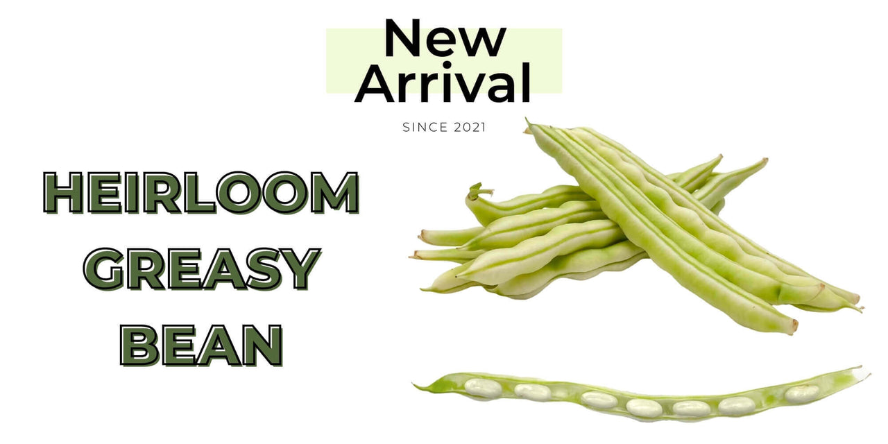 Purvey'd New Arrival - Heirloom Greasy Bean