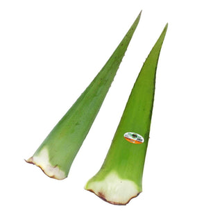Wholesale ALOE VERA Bulk Produce Fresh Fruits and Vegetables