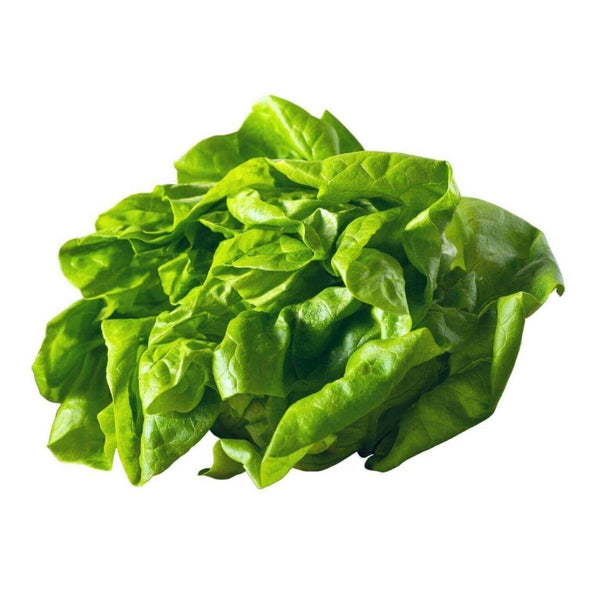 Wholesale BOSTON LETTUCE Bulk Produce Fresh Fruits and Vegetables