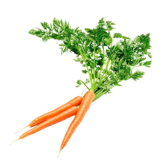 Wholesale CARROT (BUNCHED)* Bulk Produce Fresh Fruits and Vegetables