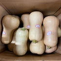 Wholesale BUTTERNUT SQUASH* Bulk Produce Fresh Fruits and Vegetables
