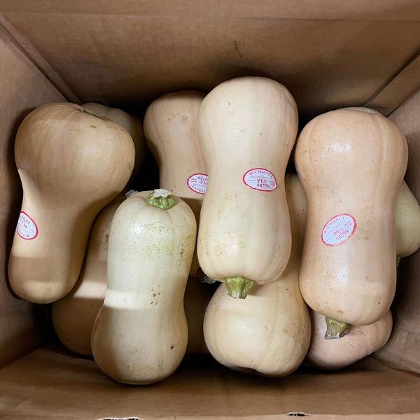 Wholesale BUTTERNUT SQUASH* Bulk Produce Fresh Fruits and Vegetables