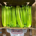 Wholesale CELERY 24 OCEAN MIST Bulk Produce Fresh Fruits and Vegetables