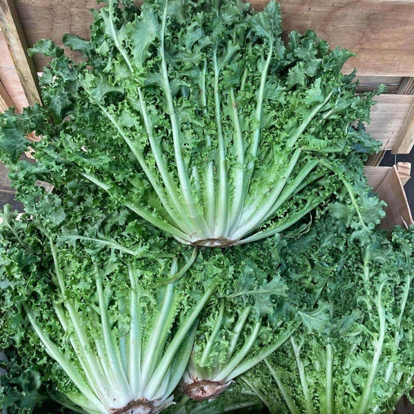 Wholesale CHICORY WOOD BOX Bulk Produce Fresh Fruits and Vegetables