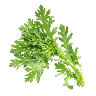 Wholesale CHRYSANTHEMUM LEAVES (TONG HAO)* Bulk Produce Fresh Fruits and Vegetables