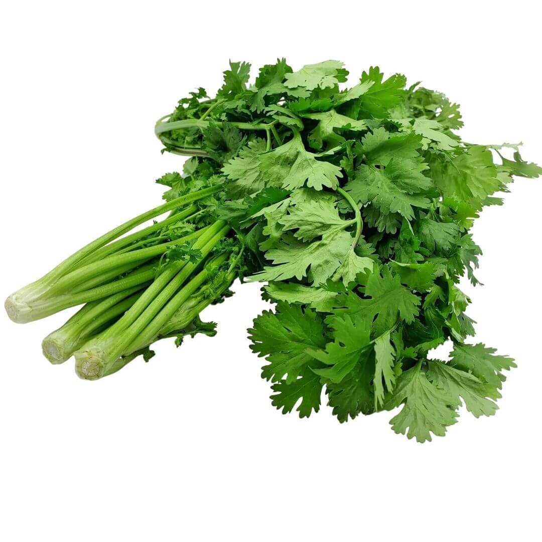 Purvey SHOP WHOLESALE CILANTRO | Purvey'd
