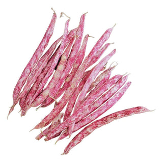 Wholesale CRANBERRY BEAN* Bulk Produce Fresh Fruits and Vegetables