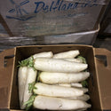 Wholesale DAIKON RADISH DELFLAND Bulk Produce Fresh Fruits and Vegetables