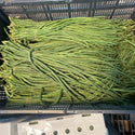Wholesale DARK GREEN LONG BEAN* Bulk Produce Fresh Fruits and Vegetables