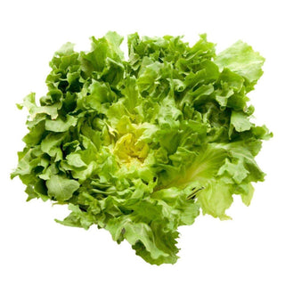 Wholesale ESCAROLE* Bulk Produce Fresh Fruits and Vegetables