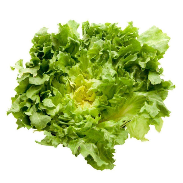 Wholesale ESCAROLE* Bulk Produce Fresh Fruits and Vegetables