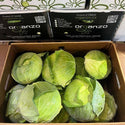 Wholesale FLAT CABBAGE ORGANZO Bulk Produce Fresh Fruits and Vegetables