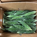 Wholesale INDIAN BITTER MELON* Bulk Produce Fresh Fruits and Vegetables