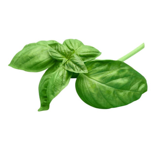Wholesale ITALIAN BASIL* Bulk Produce Fresh Fruits and Vegetables