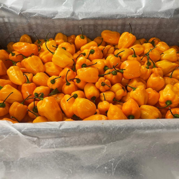 Wholesale JAMAICA HOT PEPPER* Bulk Produce Fresh Fruits and Vegetables