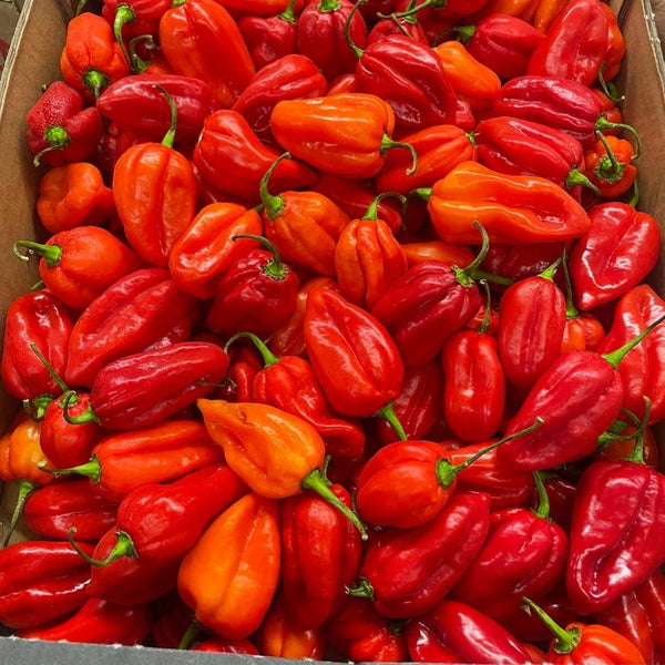 Wholesale JAMAICA HOT PEPPER* Bulk Produce Fresh Fruits and Vegetables