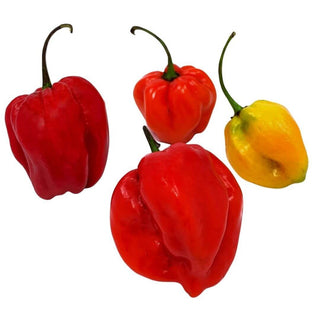 Wholesale JAMAICA HOT PEPPER* Bulk Produce Fresh Fruits and Vegetables