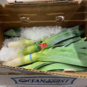 Wholesale LEEK OCEAN MIST Bulk Produce Fresh Fruits and Vegetables