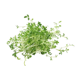 Wholesale MICRO GREEN* Bulk Produce Fresh Fruits and Vegetables