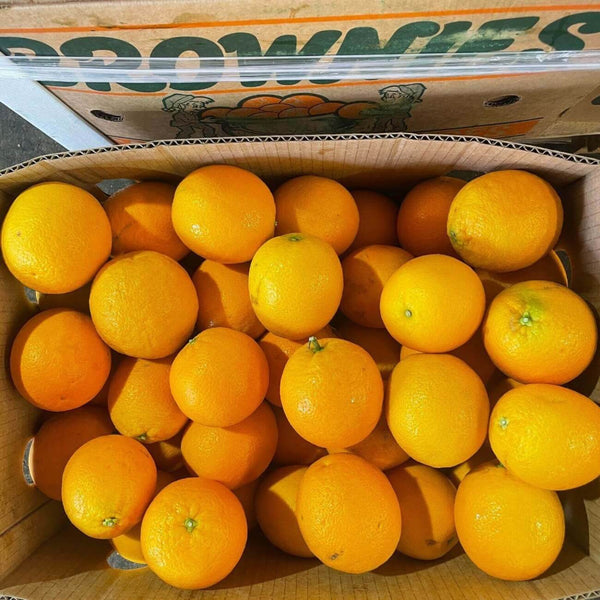 Wholesale ORANGE 88 BROWNIES Bulk Produce Fresh Fruits and Vegetables