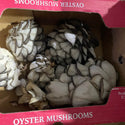 Wholesale OYSTER MUSHROOM* 5LB Bulk Produce Fresh Fruits and Vegetables