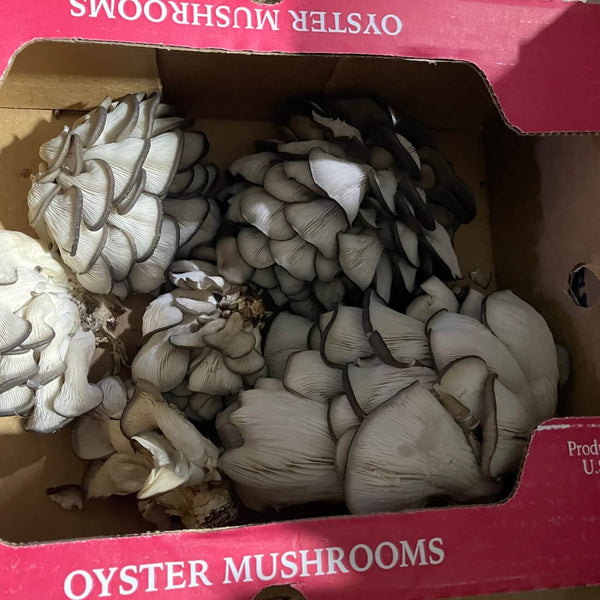 Wholesale OYSTER MUSHROOM* 5LB Bulk Produce Fresh Fruits and Vegetables