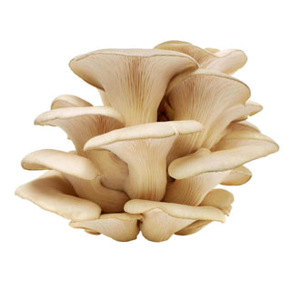 Wholesale OYSTER MUSHROOM* Bulk Produce Fresh Fruits and Vegetables