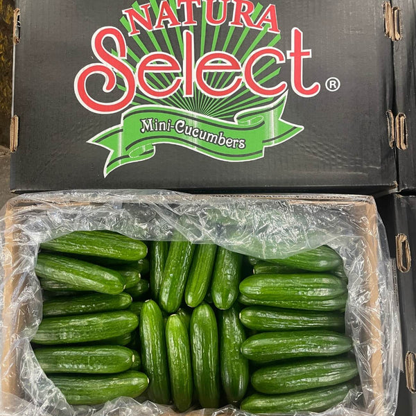 Wholesale PERSIAN CUCUMBER SELECT Bulk Produce Fresh Fruits and Vegetables