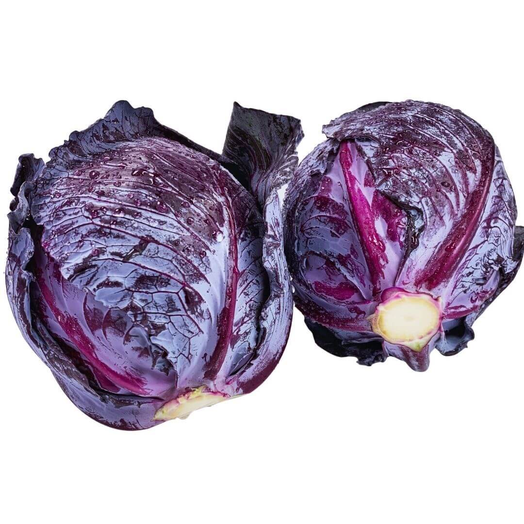SHOP WHOLESALE RED CABBAGE | Purvey'd