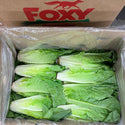 Wholesale ROMAINE LETTUCE FOXY Bulk Produce Fresh Fruits and Vegetables