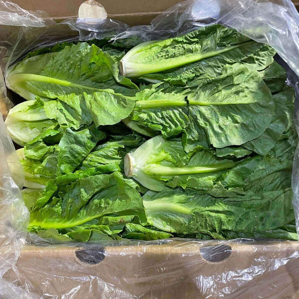Wholesale ROMAINE LETTUCE OAK CANYON Bulk Produce Fresh Fruits and Vegetables