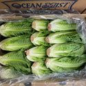 Wholesale ROMAINE LETTUCE OCEAN MIST Bulk Produce Fresh Fruits and Vegetables