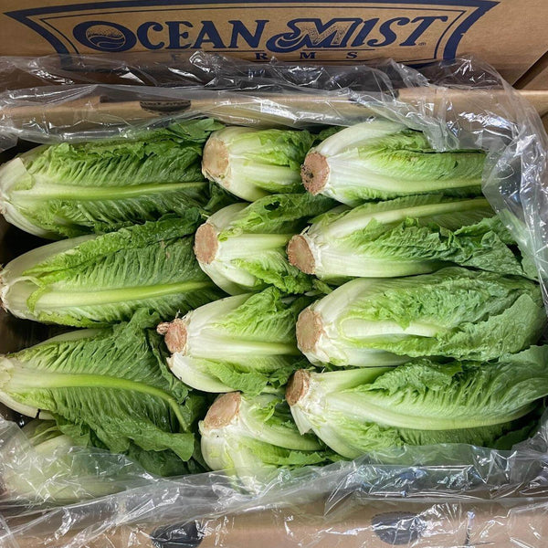 Wholesale ROMAINE LETTUCE OCEAN MIST Bulk Produce Fresh Fruits and Vegetables