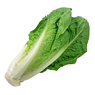 Wholesale ROMAINE LETTUCE Bulk Produce Fresh Fruits and Vegetables