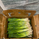 Wholesale SCALLION DANG KUP Bulk Produce Fresh Fruits and Vegetables