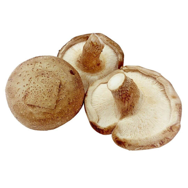 SHOP WHOLESALE SHIITAKE MUSHROOM