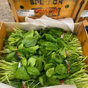 Wholesale SPINACH OCEAN MIST Bulk Produce Fresh Fruits and Vegetables