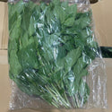 Wholesale THAI BASIL (SAMPLE) GENERIC Bulk Produce Fresh Fruits and Vegetables