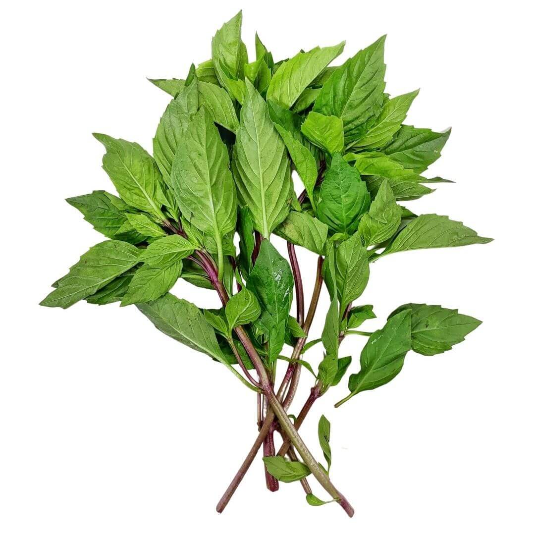 SHOP WHOLESALE THAI BASIL (SAMPLE) Purvey'd