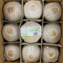 Wholesale YOUNG COCONUT Bulk Produce Fresh Fruits and Vegetables